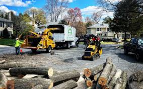 Best Hazardous Tree Removal  in Carnesville, GA