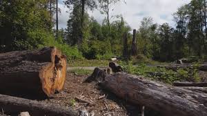 Best Tree Preservation Services  in Carnesville, GA