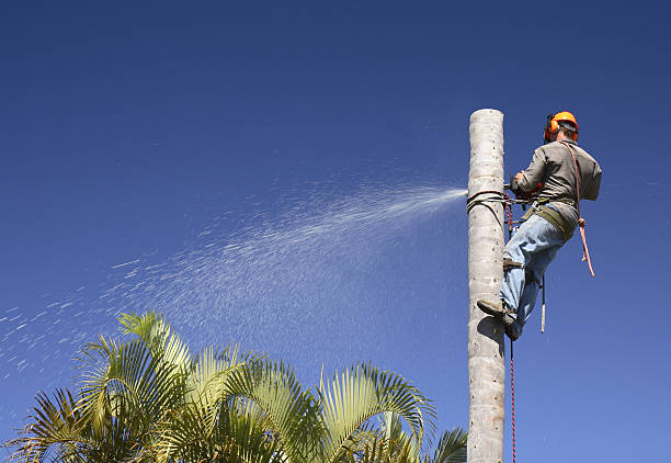 Best Root Management and Removal  in Carnesville, GA