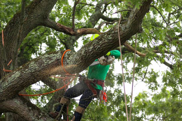 Best Emergency Tree Removal  in Carnesville, GA