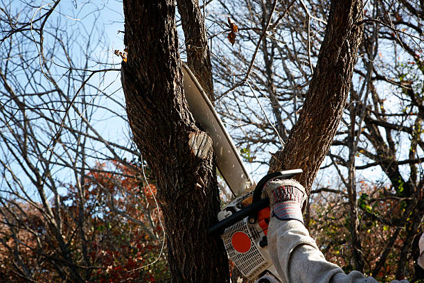 Best Commercial Tree Services  in Carnesville, GA