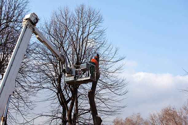 Best Tree Cabling and Bracing  in Carnesville, GA