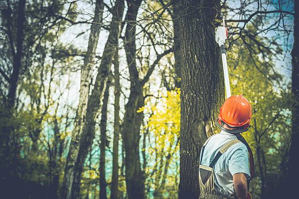 Carnesville, GA Tree Care Pros